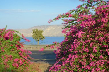 Kineret shore, göl üzerinde pembe Begonviller