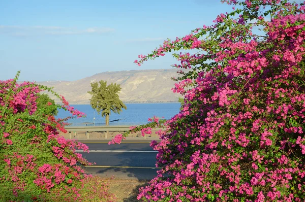 Kineret shore, göl üzerinde pembe Begonviller