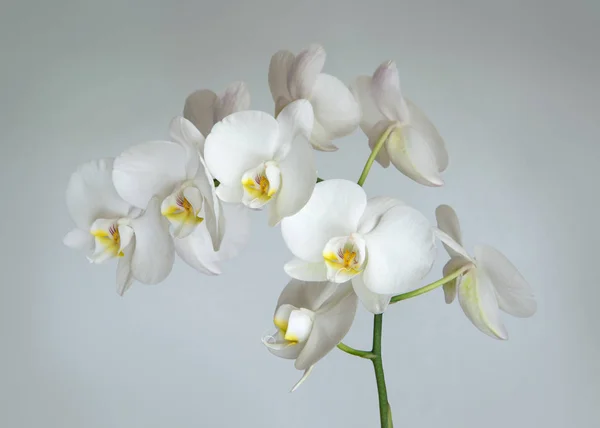 Oddział Biała orchidea — Zdjęcie stockowe
