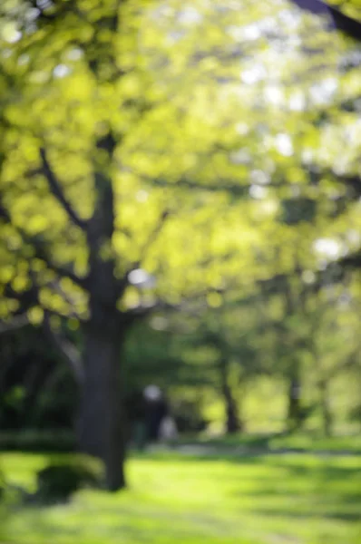 Parque de primavera de fondo borroso —  Fotos de Stock