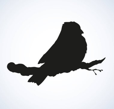 Vektör çizim. Baştankara