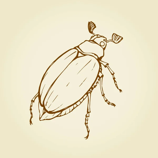 Melolonthinae. Vector tekening — Stockvector