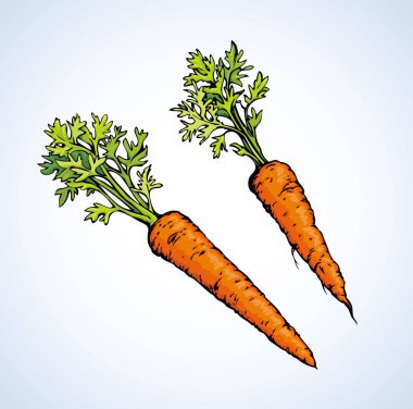 Havuç. Vektör çizim