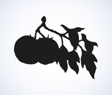 Domates. Vektör çizim