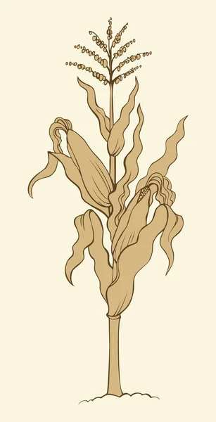 Maïs planten stengel. Vector schets — Stockvector