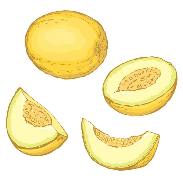 Melón. Dibujo vectorial — Archivo Imágenes Vectoriales