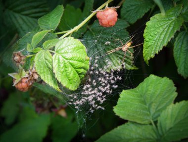 Örümcek ve spiderlings