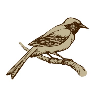 Bird. Vector drawing clipart