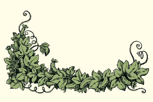 Cucumber vine. Vector drawing — Stock Vector