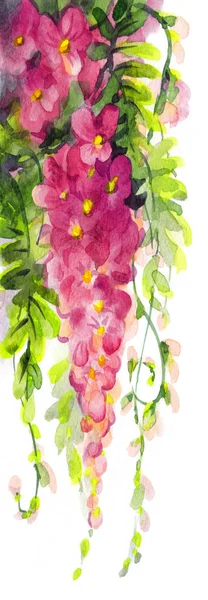 Watercolor painting. Violet wisteria — Stok fotoğraf