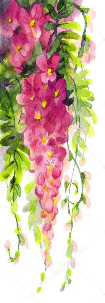 Watercolor painting. Violet wisteria