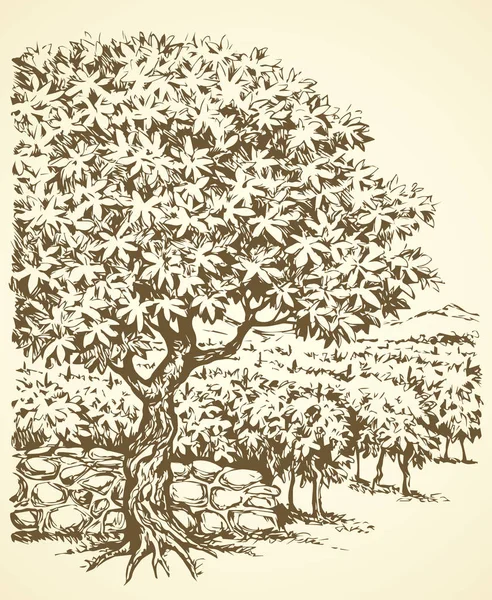 Vector drawing. Tree in Vineyard — Stock Vector