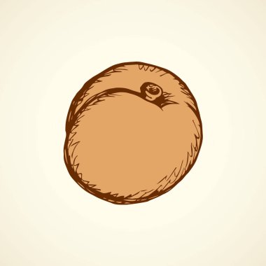 Vektör çizim. Kayısı