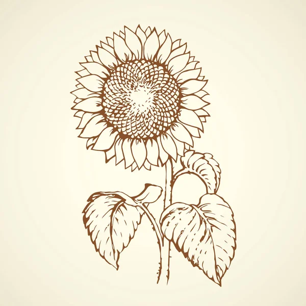 Vektorillustration. Sonnenblume — Stockvektor