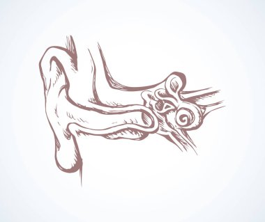Ear in cross section. Vector drawing clipart