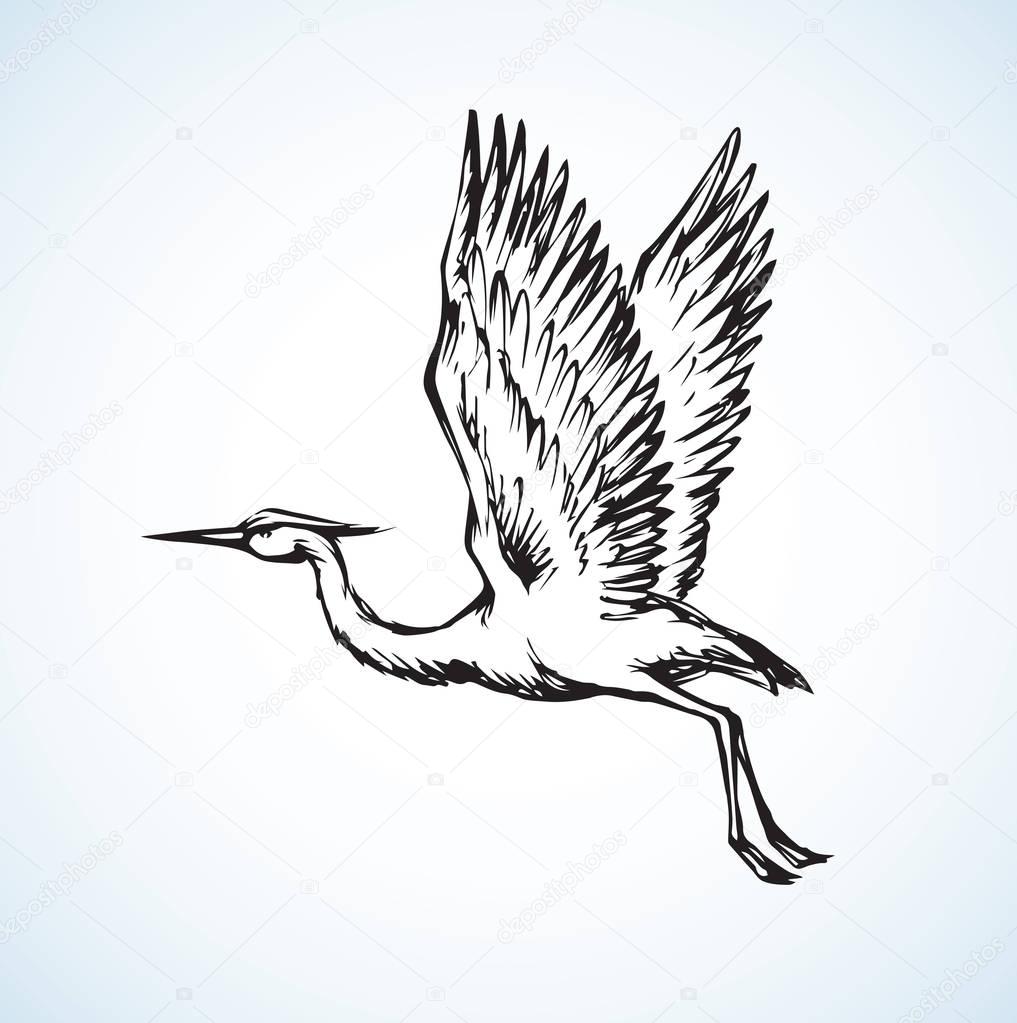 Stork. Vector drawing