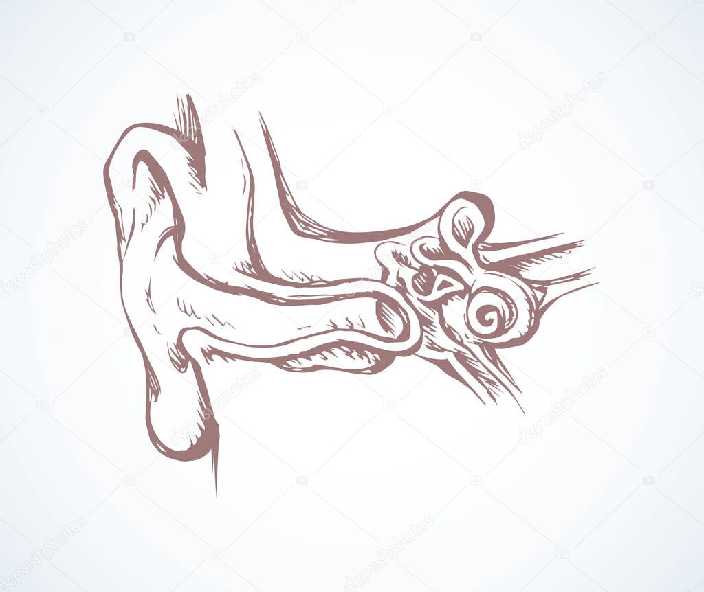 Ear in cross section. Vector drawing
