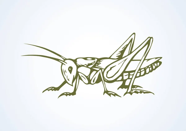 Cricket bug Vector Art Stock Images | Depositphotos