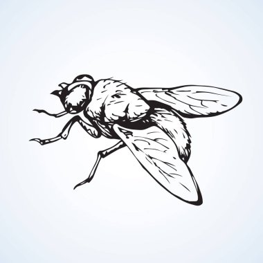 Sinek. Vektör çizim