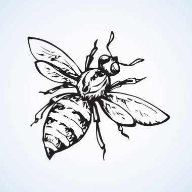 Fly. Vector drawing clipart