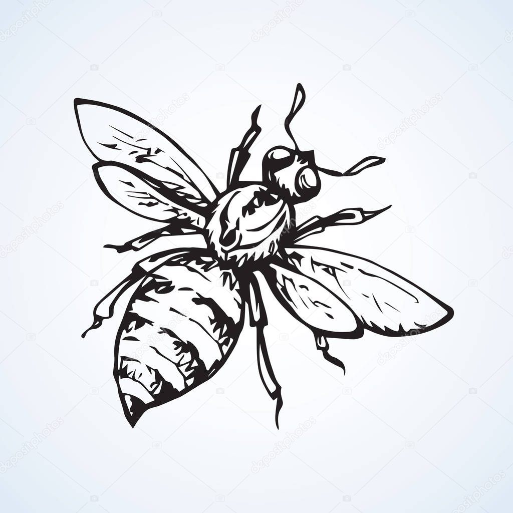 Fly. Vector drawing