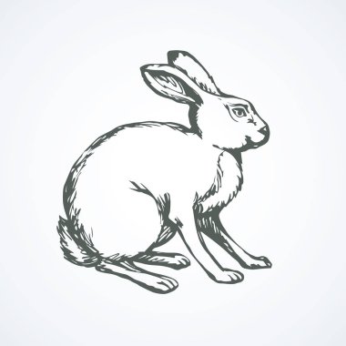 Tavşan. Vektör çizim