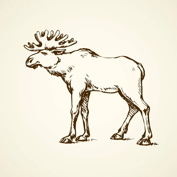 Le wapiti. Dessin vectoriel — Image vectorielle