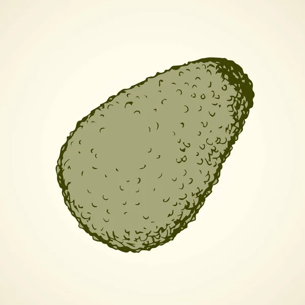 Avocat. Dessin vectoriel — Image vectorielle