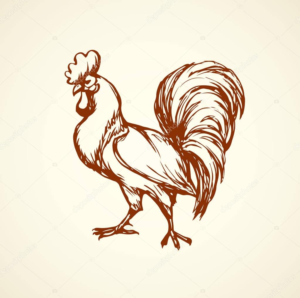 Cock. Vector drawing