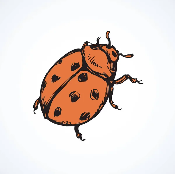 Coccinelle. Dessin vectoriel — Image vectorielle