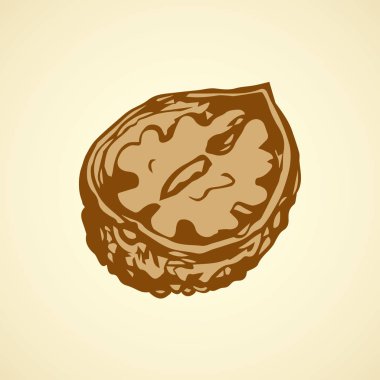 Ceviz. Vektör çizim