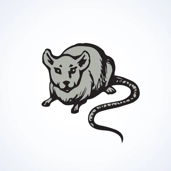 Rato. Desenho vetorial —  Vetores de Stock