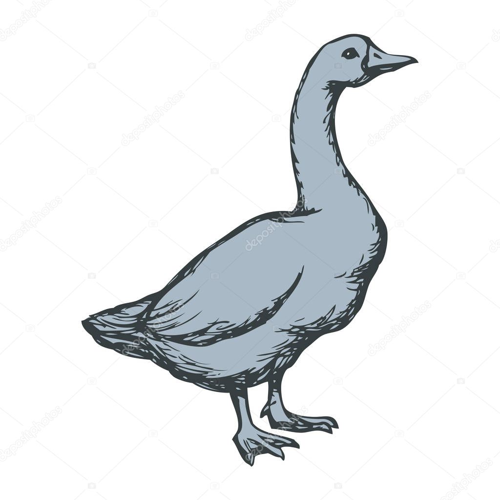 Goose. Vector drawing