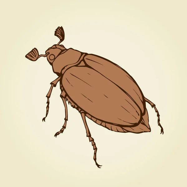 Melolonthinae. Dibujo vectorial — Vector de stock