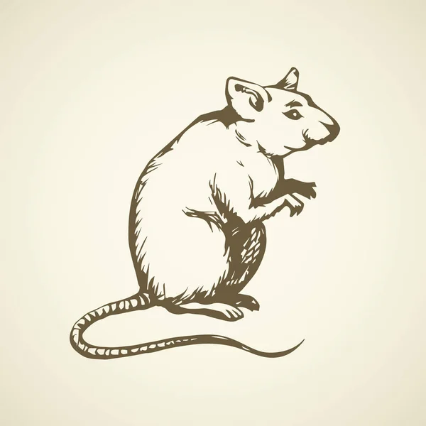 Ratón. Dibujo vectorial — Vector de stock