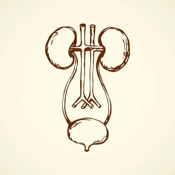 Kidneys. Vector drawing — Stock Illustration Kidneys. Vector drawing Royalty Free Stock Illustrations