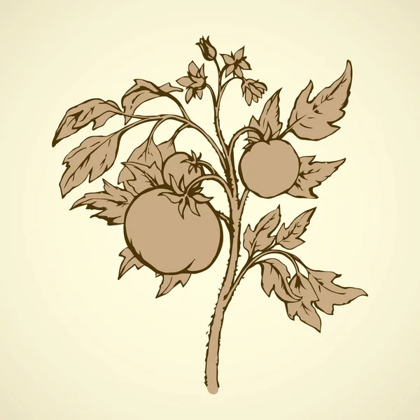 Tomates. Dibujo vectorial — Vector de stock