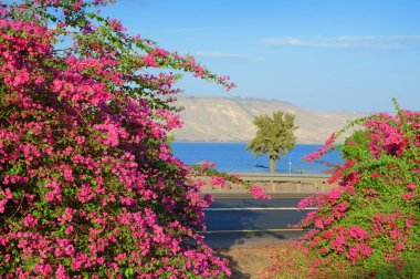 Kineret shore, göl üzerinde pembe Begonviller