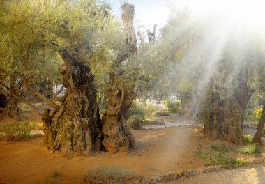 Zeytin Dağı