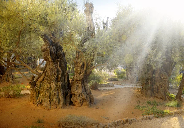 Monte das Oliveiras — Fotografia de Stock