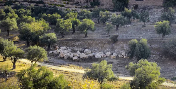 Leżący w dolinie Cedron. Izrael — Zdjęcie stockowe