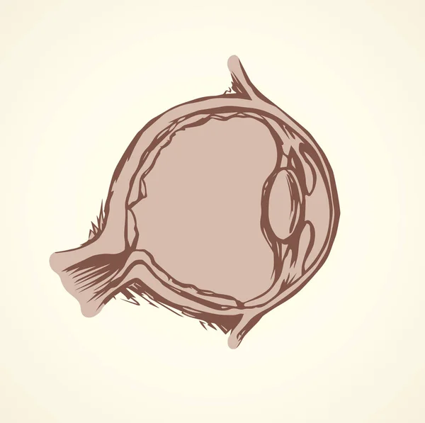 Sección ocular. Dibujo vectorial — Vector de stock