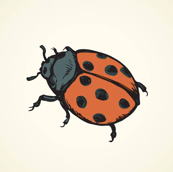 Coccinelle. Dessin vectoriel — Image vectorielle