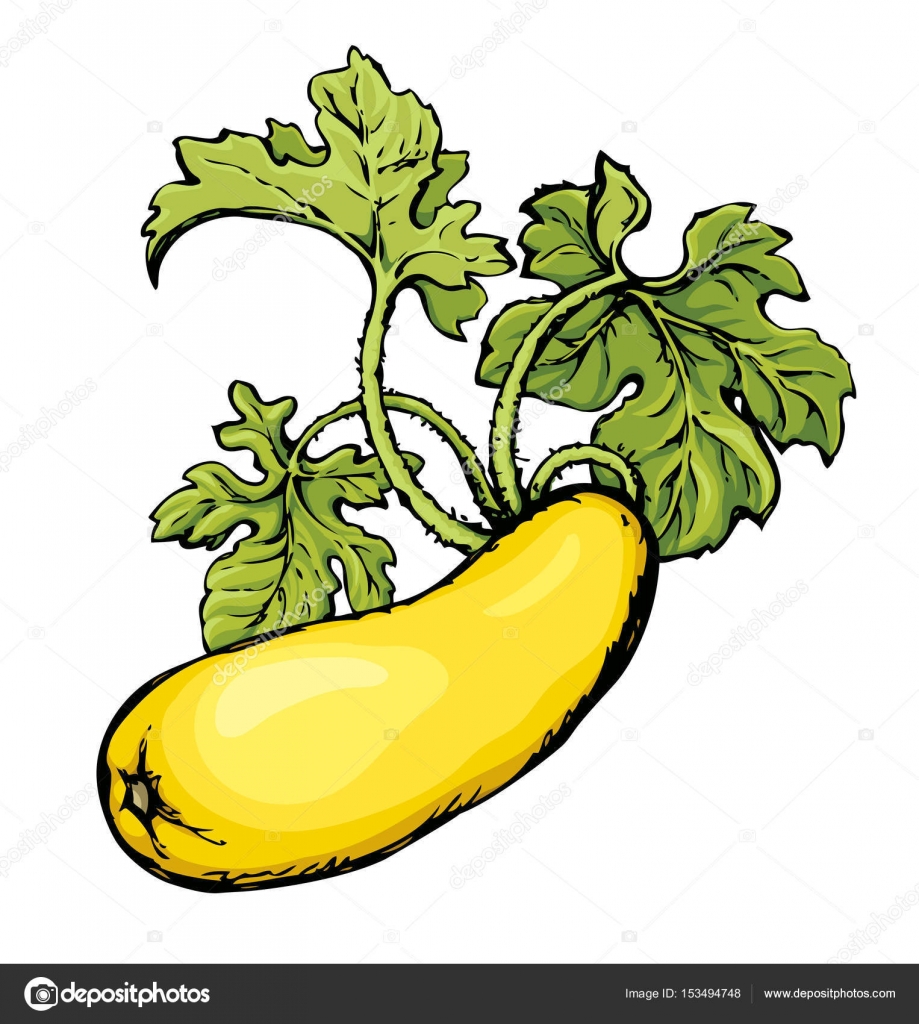 Zucchini. Vector drawing Stock Vector Image by ©Marinka 153494748