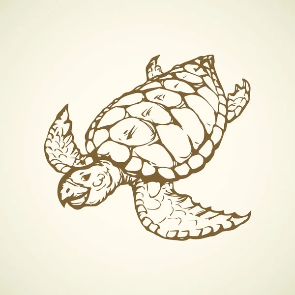 Sköldpadda. Vektorritning — Stock vektor