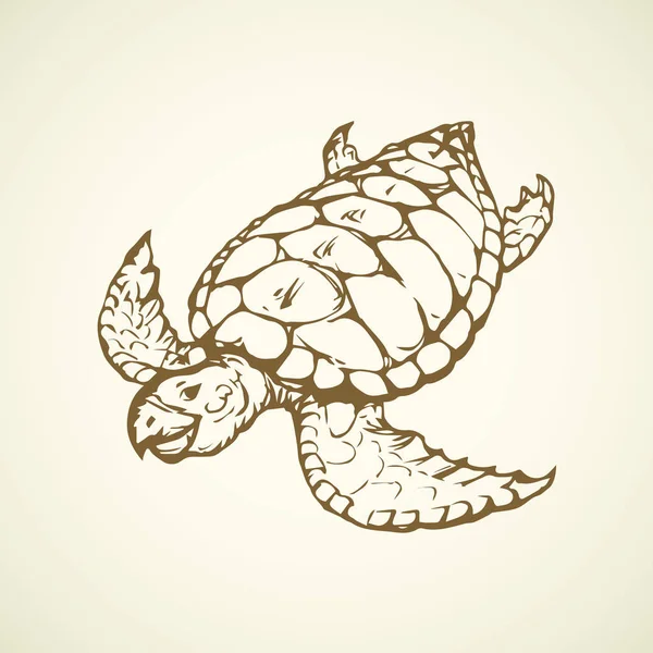 Tortue. Dessin vectoriel — Image vectorielle