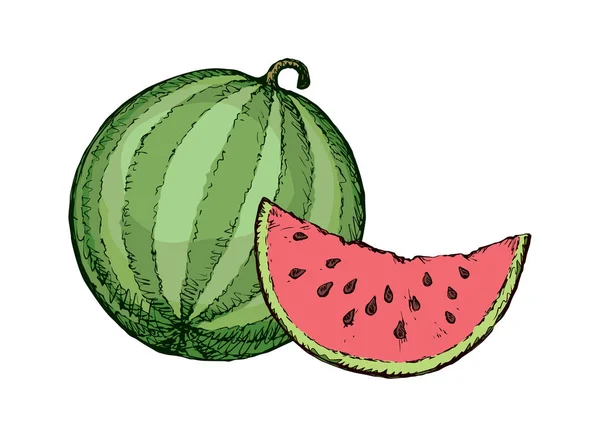 Vattenmelon. Vektorritning — Stock vektor