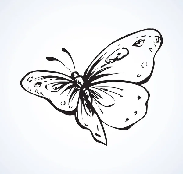 Vlinder. Vector tekening — Stockvector