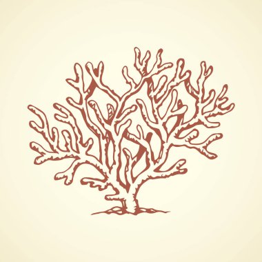 Coral. Vector drawing clipart