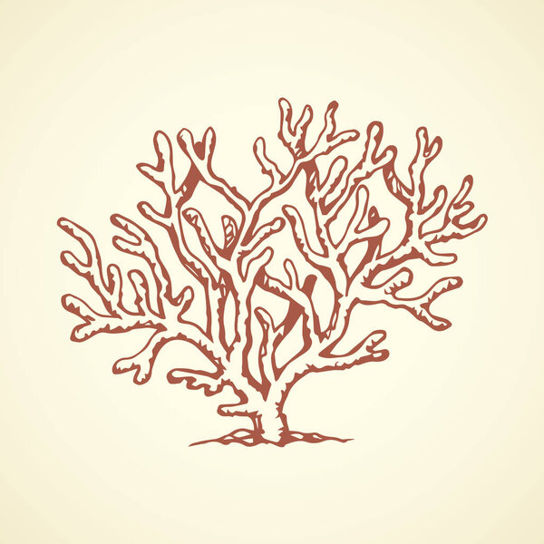 Coral. Vector drawing